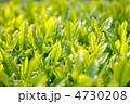 新茶