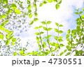 ヤマボウシの新緑
