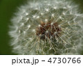 たんぽぽ