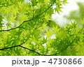 新緑