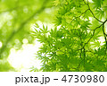 新緑