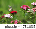 ナデシコとアゲハチョウ