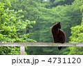 ブラックキャット ブラックキャット