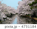 桜の弘前城