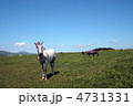 馬
