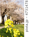 菜の花と桜並木 菜の花と桜並木