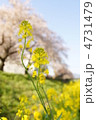 菜の花と桜並木 菜の花と桜並木