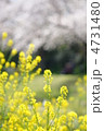 菜の花と桜並木 菜の花と桜並木