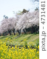 菜の花と桜並木