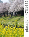 菜の花と桜並木 菜の花と桜並木