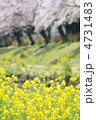 菜の花と桜並木