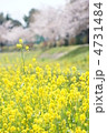 菜の花と桜並木 菜の花と桜並木
