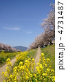 菜の花と桜並木 菜の花と桜並木