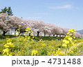 菜の花と桜並木 菜の花と桜並木