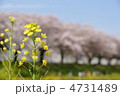 菜の花と桜並木 菜の花と桜並木