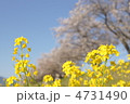 菜の花と桜並木 菜の花と桜並木