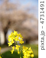 菜の花と桜並木 菜の花と桜並木