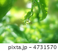 雨上がりのしずく