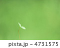双葉