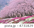 河口湖畔の桜並木-17809