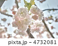 松月