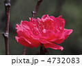 照手紅