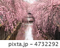 しだれ桜
