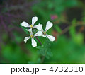 ルッコラの花 ルッコラの花