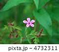 ヒメフウロ ヒメフウロ