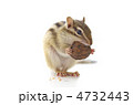 胡桃を食べるシマリス