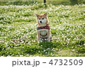 シロツメクサと柴犬