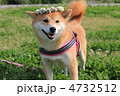 柴犬とシロツメクサの冠