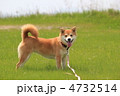 草原の中の柴犬