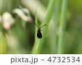 クロハネシロヒゲナガ♀