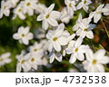 ハナニラ