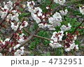 白梅