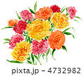 carnation12510pix