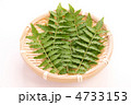 木の芽　10枚