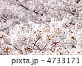 上から見た満開の桜の木
