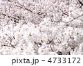 上から見た満開の桜の木