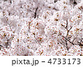 上から見た満開の桜の木