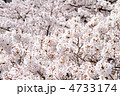 上から見た満開の桜の木