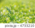 茶畑
