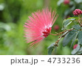 カリアンドラ