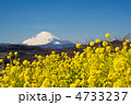 富士山と菜の花
