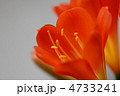 君子蘭