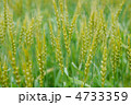 小麦畑