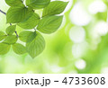 新緑
