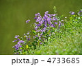 爽やかイメージの紫花菜