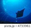 石垣島の海ー雄大に泳ぐマンタ